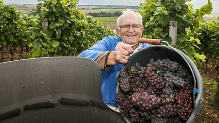 Urlaub-in-Bayern_silvaner_wein_schweinfurt_wipfeld_weinlese_F.Trykowski